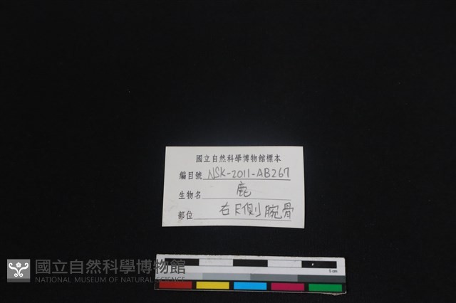 梅花鹿骨藏品圖，第3張