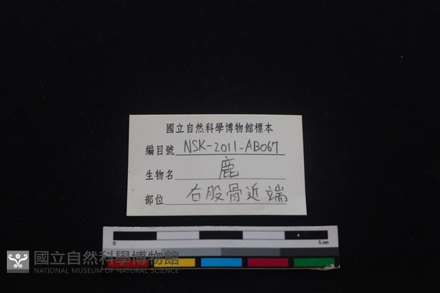 梅花鹿骨藏品圖，第3張