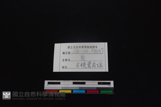 梅花鹿骨藏品圖，第3張