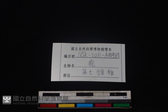 梅花鹿骨藏品圖，第3張
