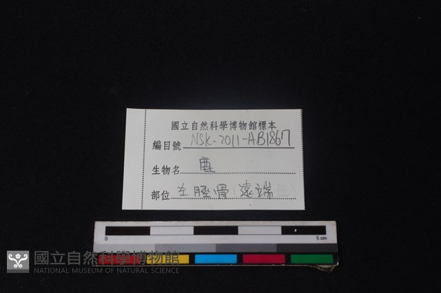 梅花鹿骨藏品圖，第3張