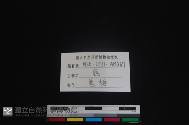 梅花鹿骨藏品圖，第3張