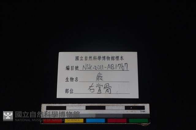 梅花鹿骨藏品圖，第3張