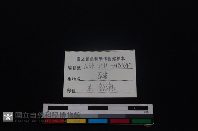 豬骨藏品圖，第3張