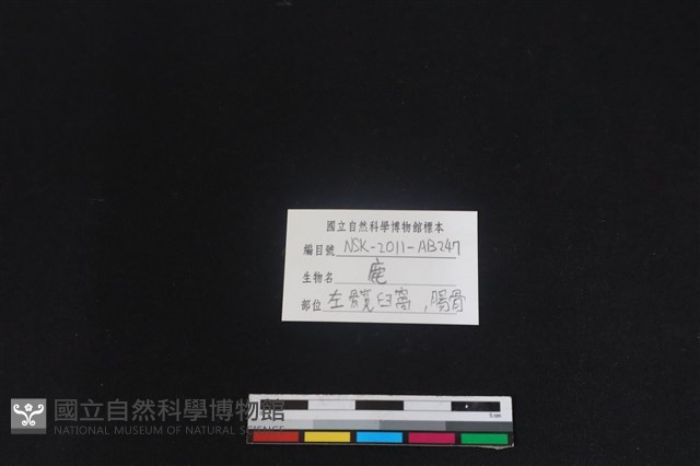 梅花鹿骨藏品圖，第3張