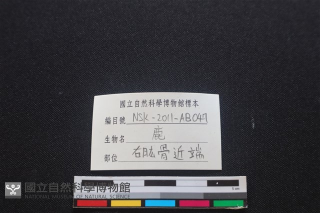 梅花鹿骨藏品圖，第3張