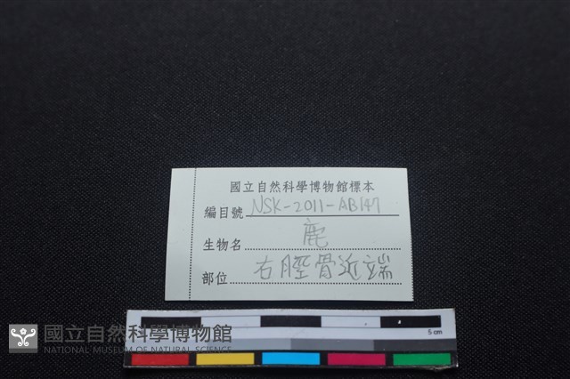 梅花鹿骨藏品圖，第3張