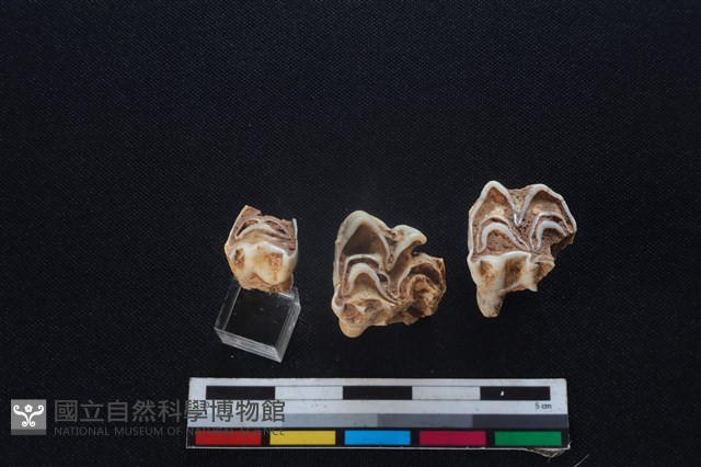 梅花鹿骨藏品圖，第3張