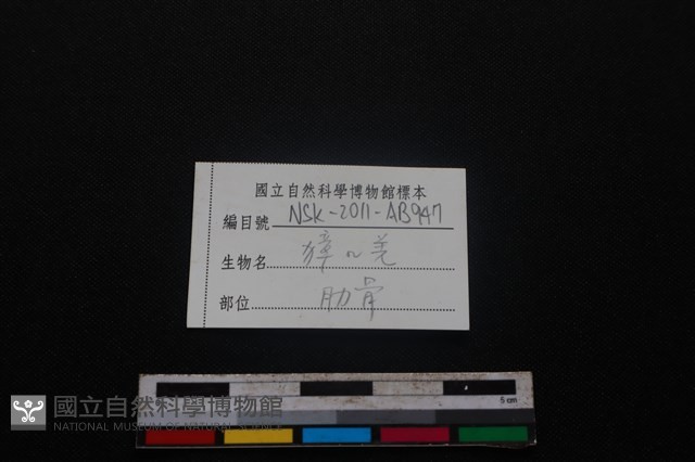 鹿科骨藏品圖，第3張
