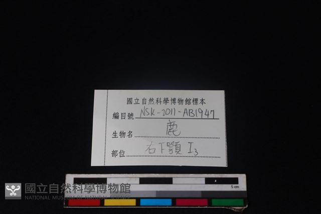 梅花鹿骨藏品圖，第3張