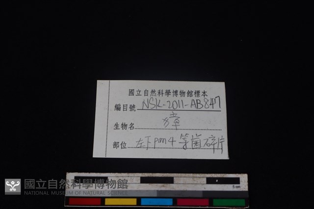 獐骨藏品圖，第3張