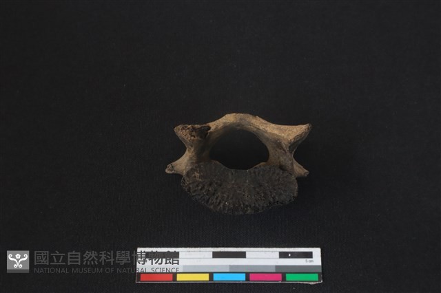 梅花鹿骨藏品圖，第3張