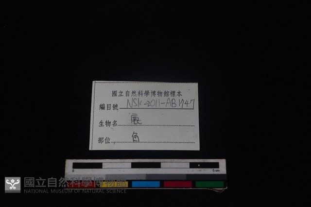 梅花鹿骨藏品圖，第3張