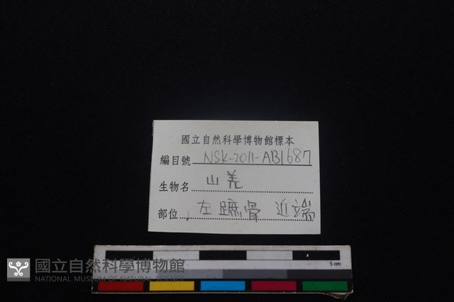 山羌骨藏品圖，第3張