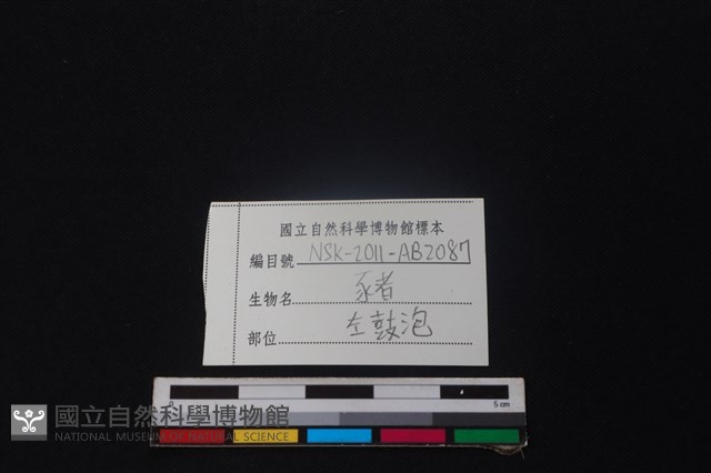 豬骨藏品圖，第3張