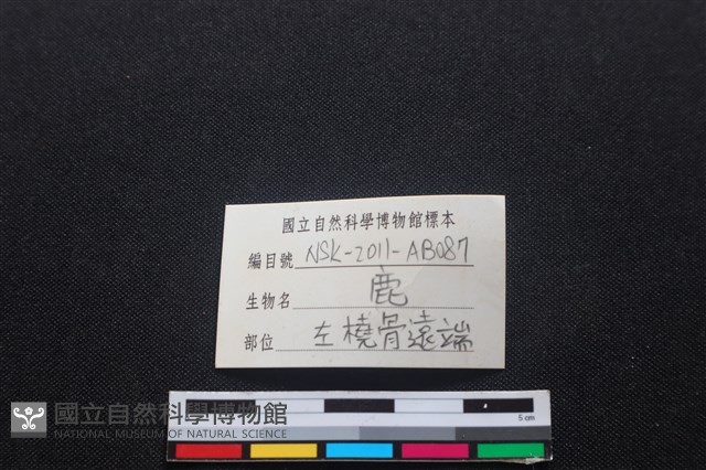 梅花鹿骨藏品圖，第3張