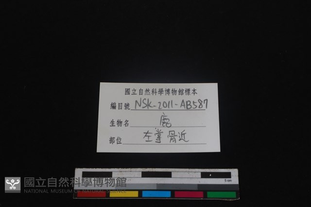 梅花鹿骨藏品圖，第3張