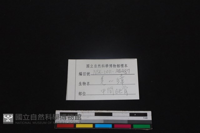 鹿科骨藏品圖，第3張
