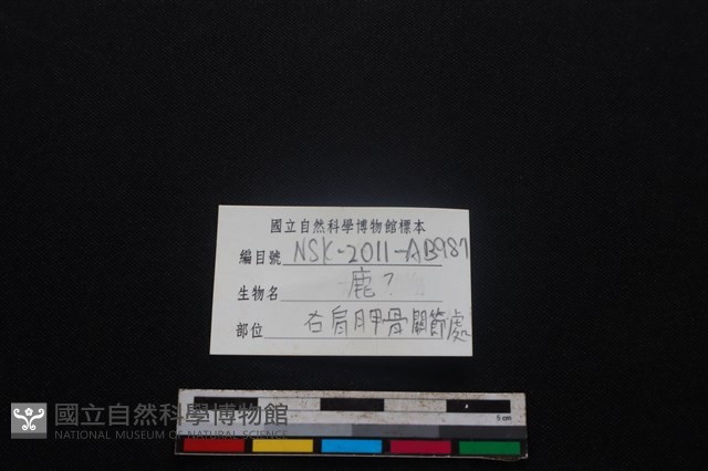 梅花鹿骨藏品圖，第3張