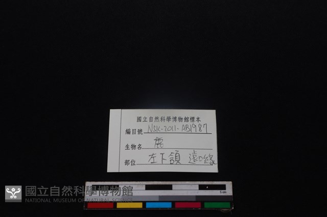 梅花鹿骨藏品圖，第3張