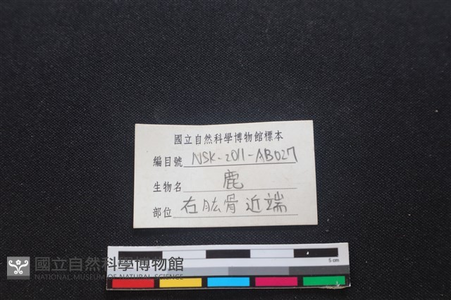 梅花鹿骨藏品圖，第3張