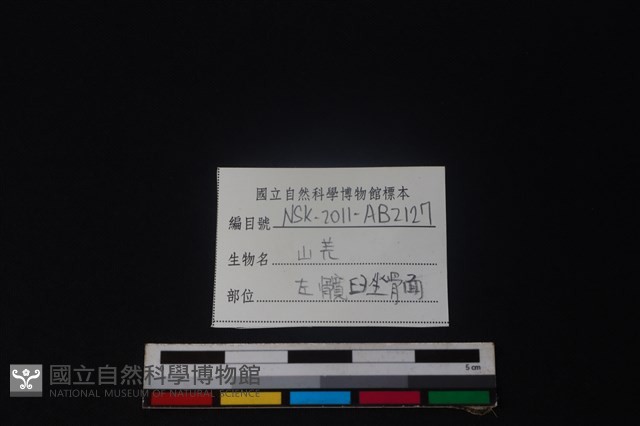 山羌骨藏品圖，第3張
