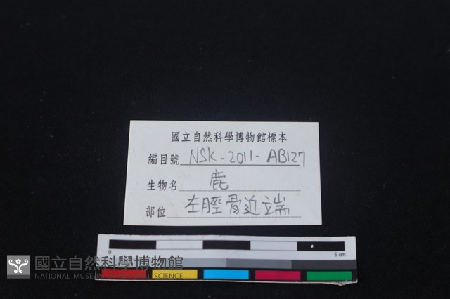 梅花鹿骨藏品圖，第3張