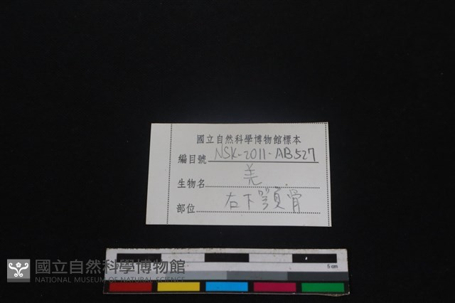 山羌骨藏品圖，第3張