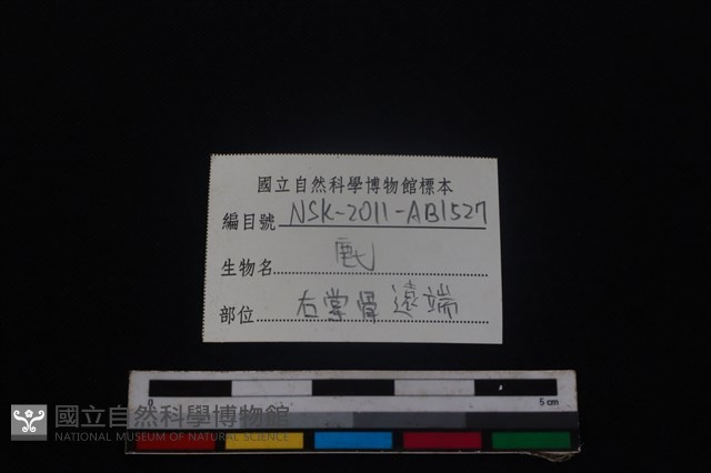 梅花鹿骨藏品圖，第3張