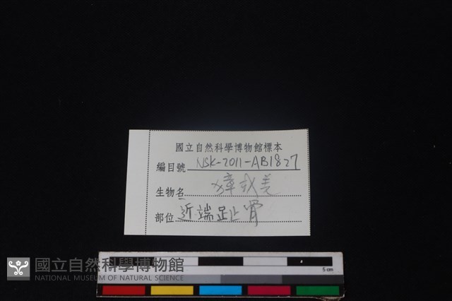 鹿科骨藏品圖，第3張