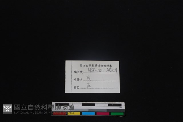 梅花鹿骨藏品圖，第3張