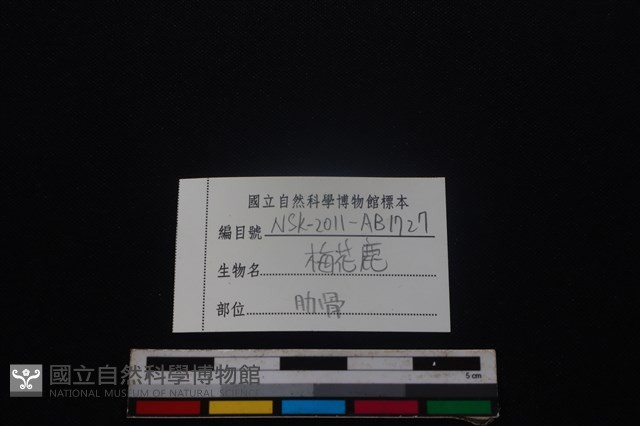 梅花鹿骨藏品圖，第3張
