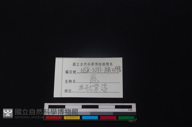 鹿骨藏品圖，第3張