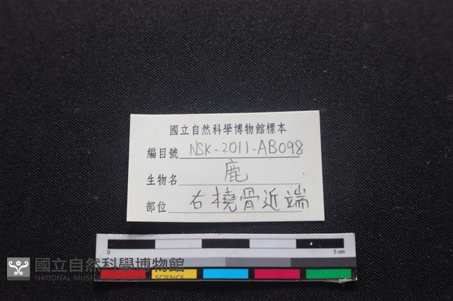 梅花鹿骨藏品圖，第3張
