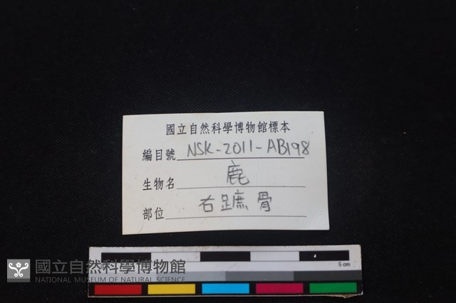 梅花鹿骨藏品圖，第3張