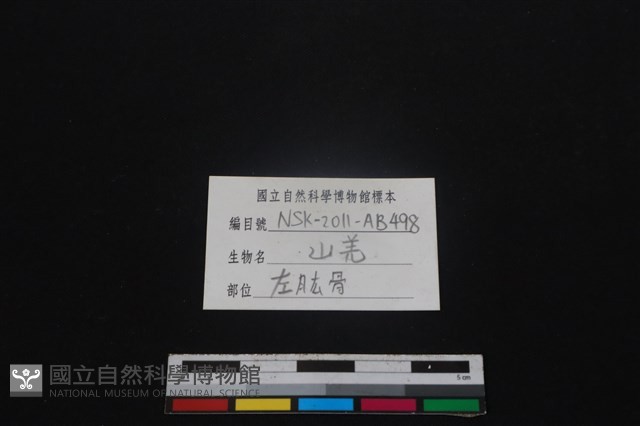 山羌骨藏品圖，第3張
