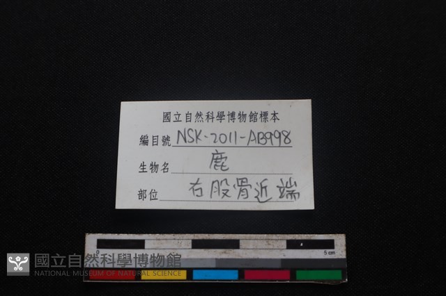 梅花鹿骨藏品圖，第3張