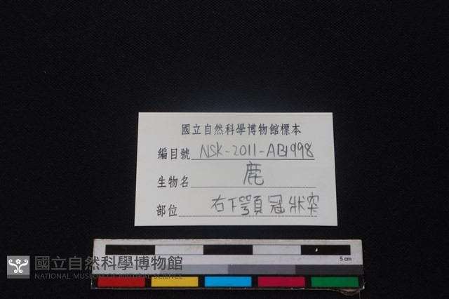 梅花鹿骨藏品圖，第3張