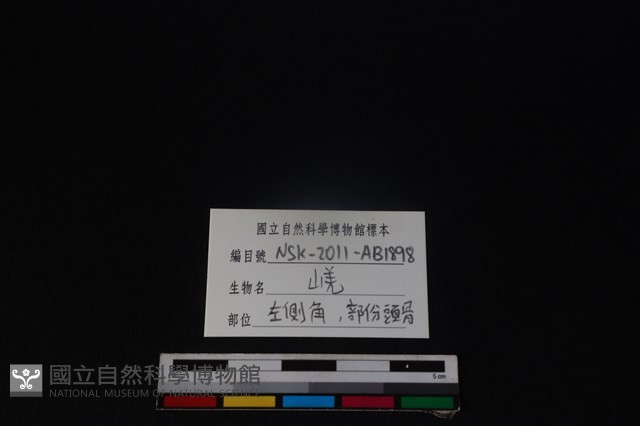 山羌骨藏品圖，第3張
