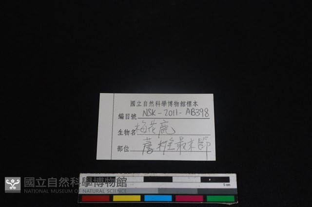 梅花鹿骨藏品圖，第3張