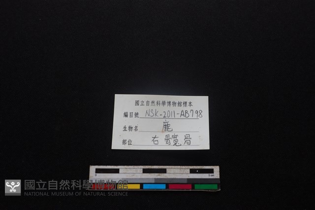 梅花鹿骨藏品圖，第3張