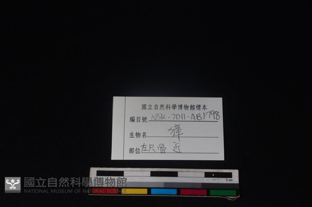 獐骨藏品圖，第3張