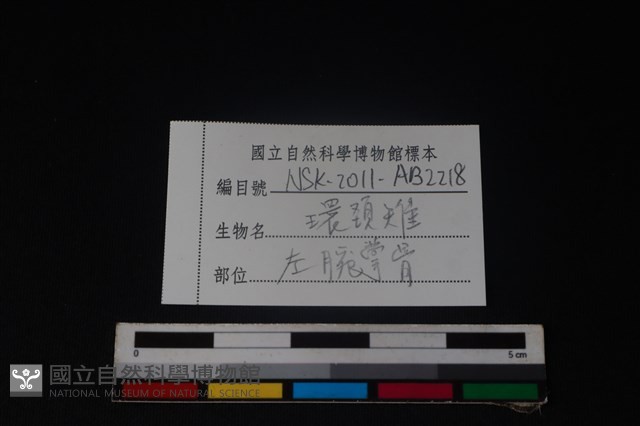 環頸雉骨藏品圖，第3張