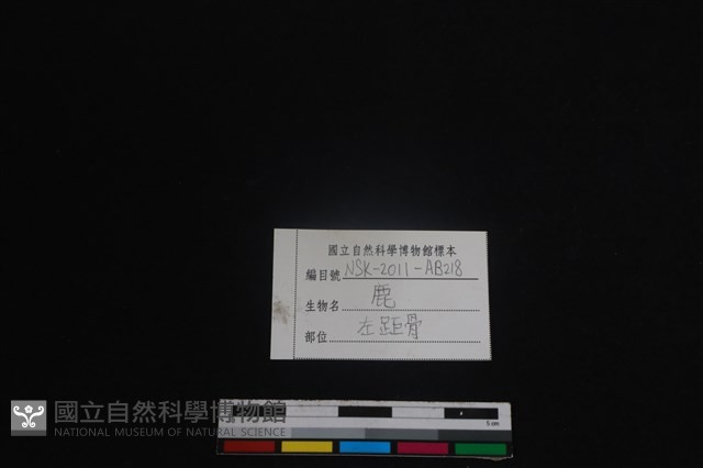 梅花鹿骨藏品圖，第3張