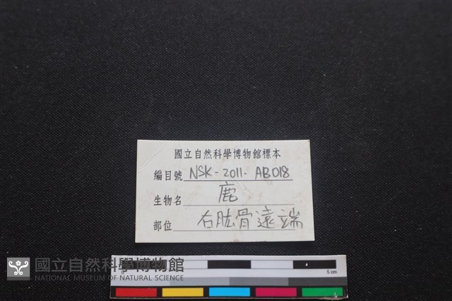 梅花鹿骨藏品圖，第3張