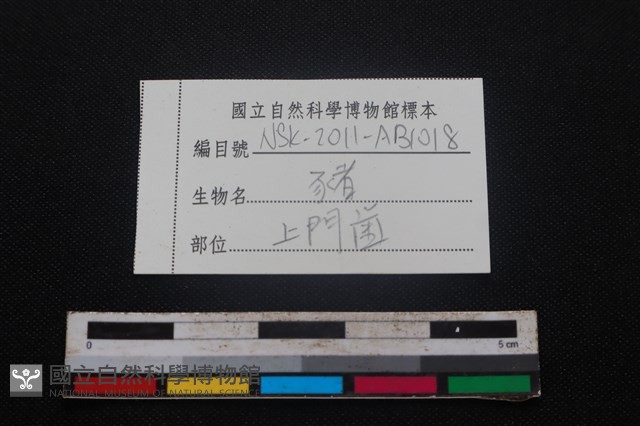 豬骨藏品圖，第3張