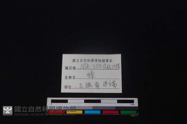 獐骨藏品圖，第3張