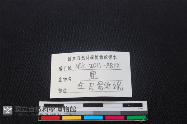 梅花鹿骨藏品圖，第3張