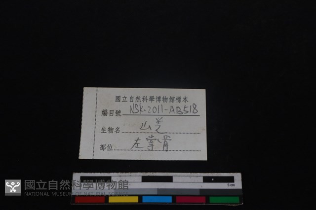 山羌骨藏品圖，第3張