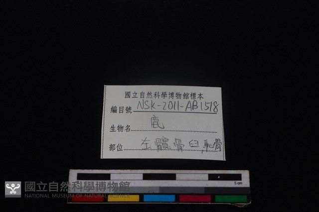 梅花鹿骨藏品圖，第3張